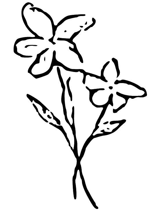 Line drawing of jasmine